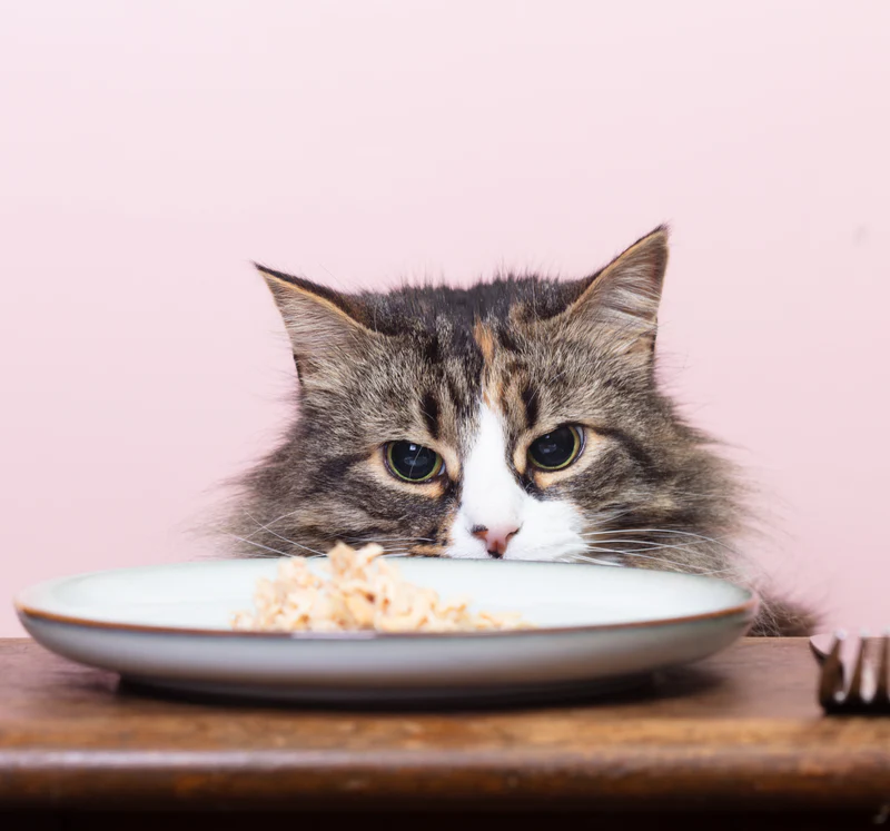 Fuzzball increases subscriber lifetime value by 90% with Recharge’s AI-powered retention suite