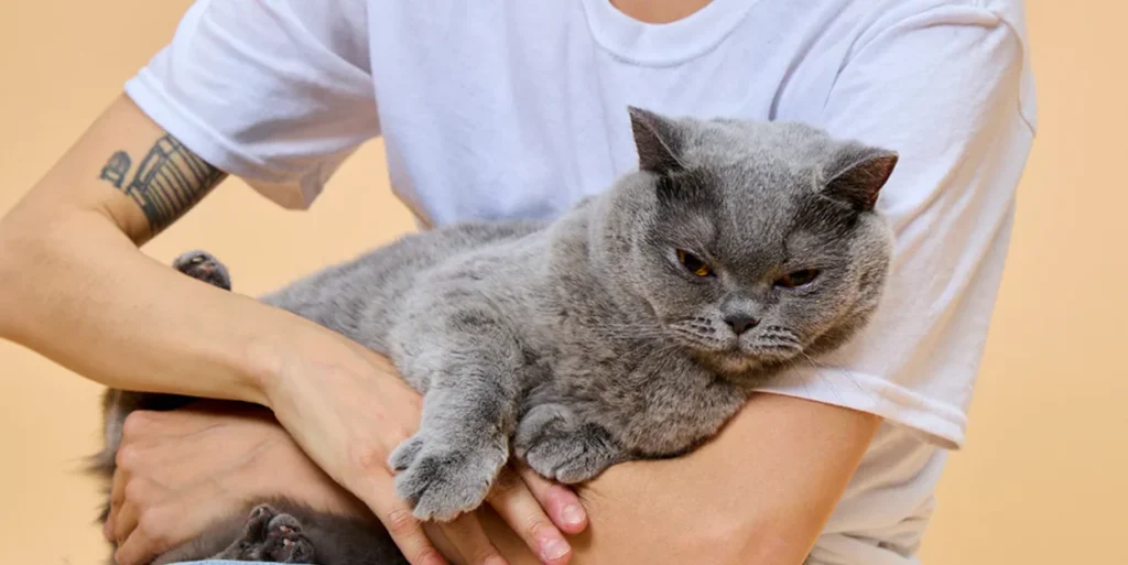 A person holding a gray cat in their arms.