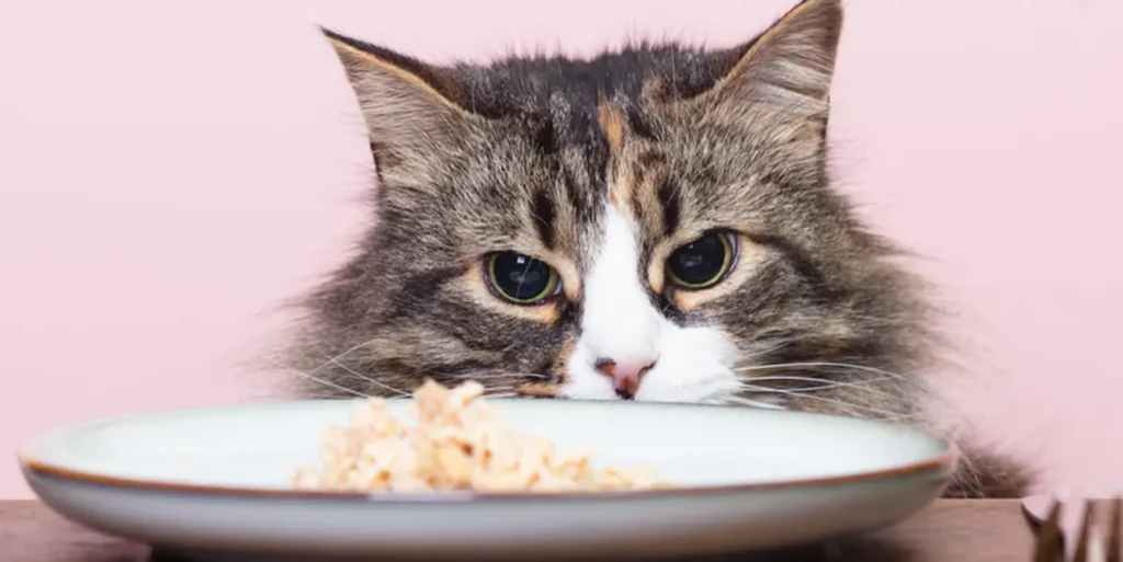 A cat looking at a plate of food.