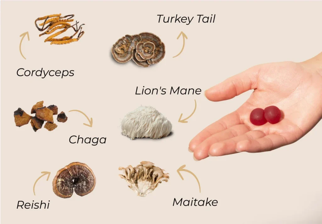 A hand holding red gummies next to various types of mushrooms including Cordyceps, Turkey Tail, Lion's Mane, Chaga, Reishi, and Maitake.